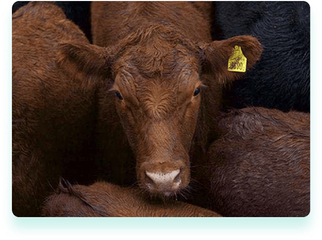 Allflex - MSD Saúde Animal Brasil